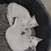 ANGEL CHATON BLANC yeux vairon