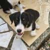 MOON, chiot femelle Croisée Jack Russel