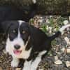 MOON, chiot femelle Croisée Jack Russel