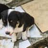 MOON, chiot femelle Croisée Jack Russel