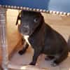 NERA, chiot femelle croisée braque