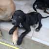 NERA, chiot femelle croisée braque