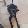 NEBBIU, chiot femelle croisée braque