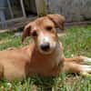 NILO, chiot Berger Créole mâle
