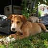 NILO, chiot Berger Créole mâle