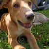 NILO, chiot Berger Créole mâle