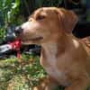 NILO, chiot Berger Créole mâle