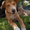NILO, chiot Berger Créole mâle