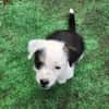 PANDA, chiot femelle Croisée Jack Russel