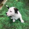 PANDA, chiot femelle Croisée Jack Russel