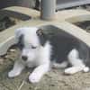 PANDA, chiot femelle Croisée Jack Russel
