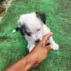 PANDA, chiot femelle Croisée Jack Russel