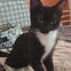 BAGHERRA, chaton femelle type européen