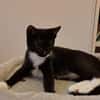 BAGHERRA, chaton femelle type européen