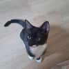 BAGHERRA, chaton femelle type européen