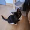 BAGHERRA, chaton femelle type européen