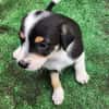 TIKUS, chiot mâle Croisé Jack Russel