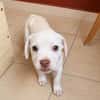 YRIS, chiot femelle croisée Bouledogue Français