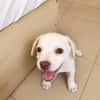 YRIS, chiot femelle croisée Bouledogue Français