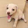 YRIS, chiot femelle croisée Bouledogue Français