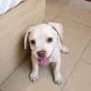 YRIS, chiot femelle croisée Bouledogue Français