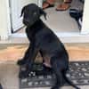 BOUBA, chiot Berger Créole mâle