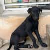 BOUBA, chiot Berger Créole mâle
