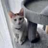 CHAT–KIRA, chaton femelle européen