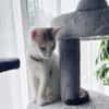 CHAT–KIRA, chaton femelle européen