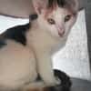 CHAT–KIRA, chaton femelle européen