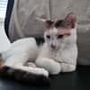 CHAT–KIRA, chaton femelle européen