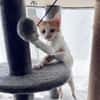 LEVI, chaton créole mâle