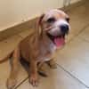 DALHYA, chiot femelle croisée Bouledogue Français