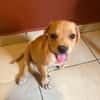 DALHYA, chiot femelle croisée Bouledogue Français