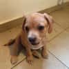 DALHYA, chiot femelle croisée Bouledogue Français
