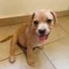 DALHYA, chiot femelle croisée Bouledogue Français