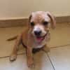 DALHYA, chiot femelle croisée Bouledogue Français