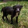 DOLBY, chiot femelle Berger Créole