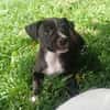 DOLBY, chiot femelle Berger Créole