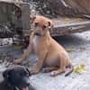 NUCCIOLA, chiot femelle croisée braque
