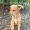 LILOU, chiot femelle Berger Créole