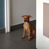 LILOU, chiot femelle Berger Créole