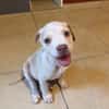 LYLAS, chiot femelle croisée Bouledogue Français