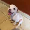 LYLAS, chiot femelle croisée Bouledogue Français