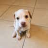 LYLAS, chiot femelle croisée Bouledogue Français