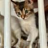 BARNABÉ, chaton type européen mâle