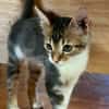 BARNABÉ, chaton type européen mâle
