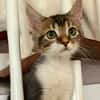 BARNABÉ, chaton type européen mâle