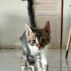 BARNABÉ, chaton type européen mâle