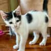 ERENE, chaton femelle type européen